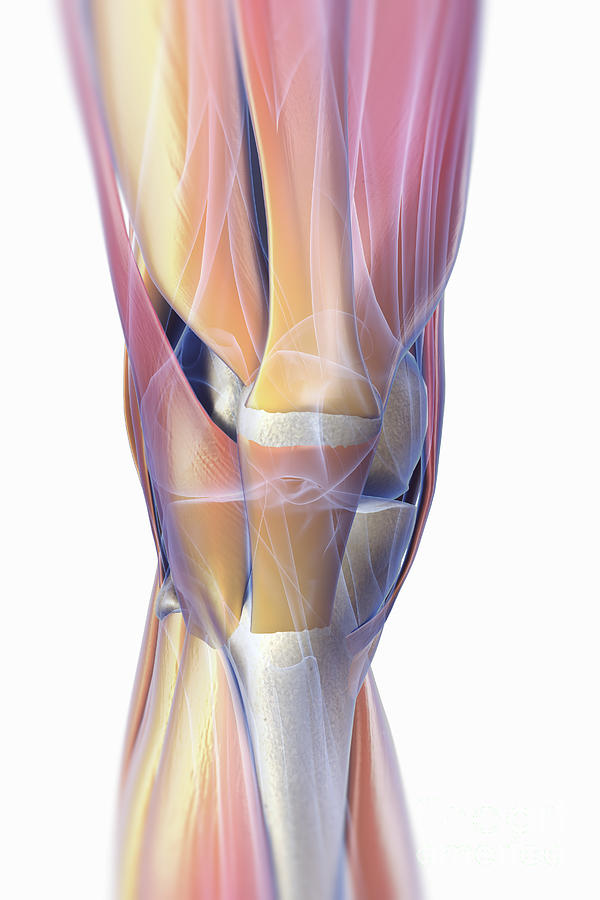 Muscles Of The Knee Photograph by Science Picture Co