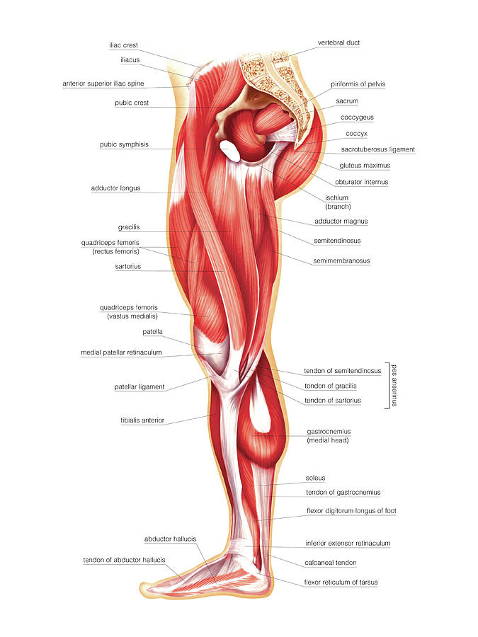 Muscles Of Upper Limb #1 by Asklepios Medical Atlas