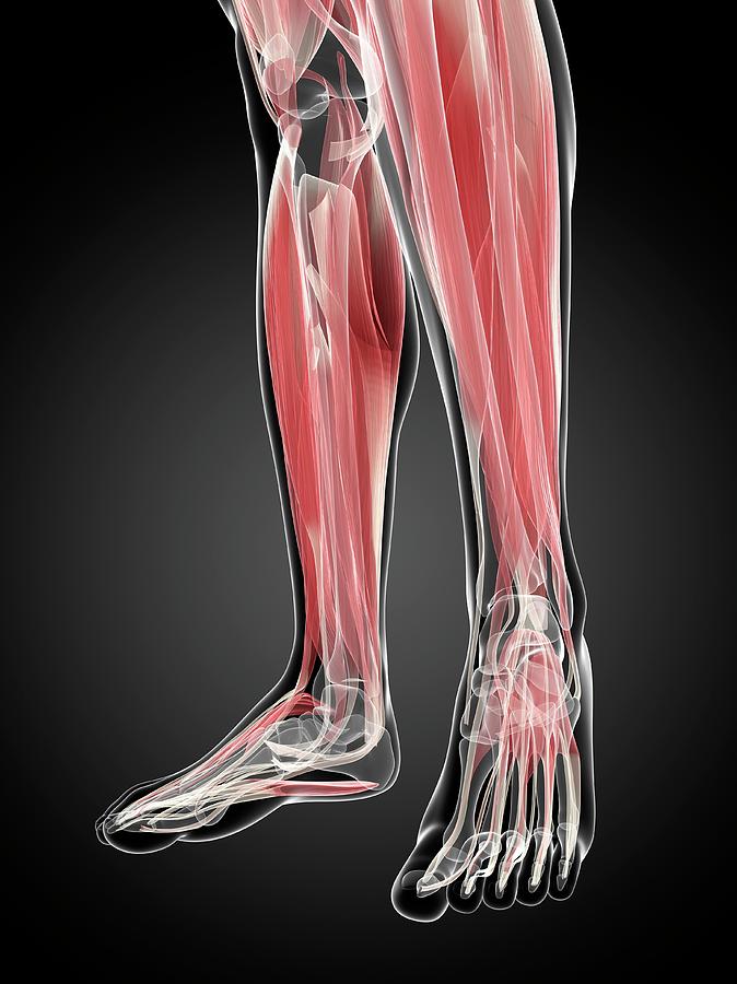 Muscles Of The Lower Leg By Sciepro Science Photo Library