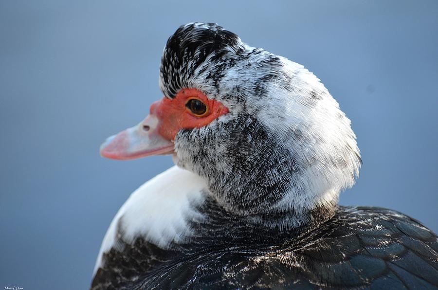 Muscovy 2 Portrait 2013 Photograph by Maria Urso