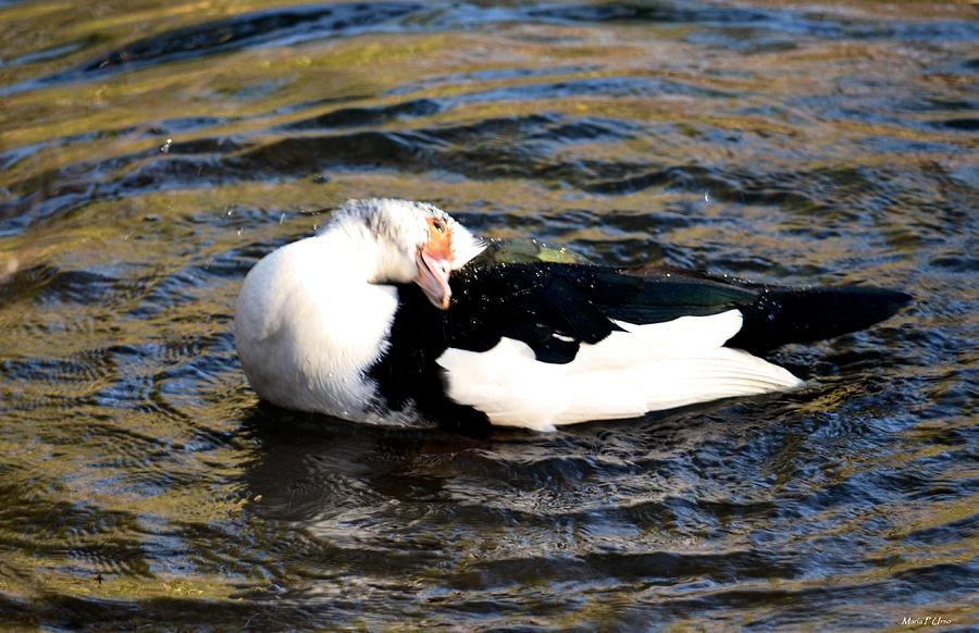 Muscovy Cute Photograph by Maria Urso - Fine Art America