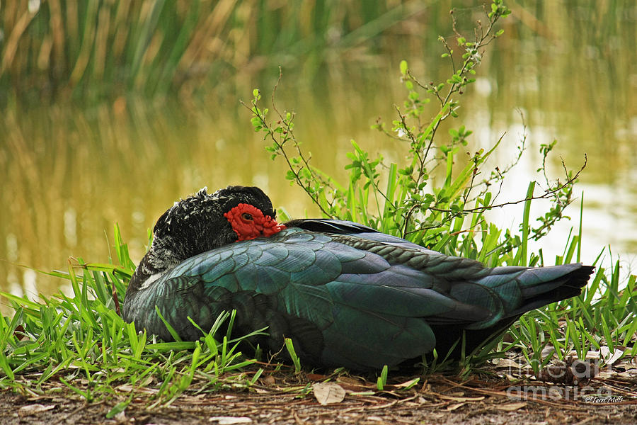Muscovy Duck at Rest Photograph by Terri Mills