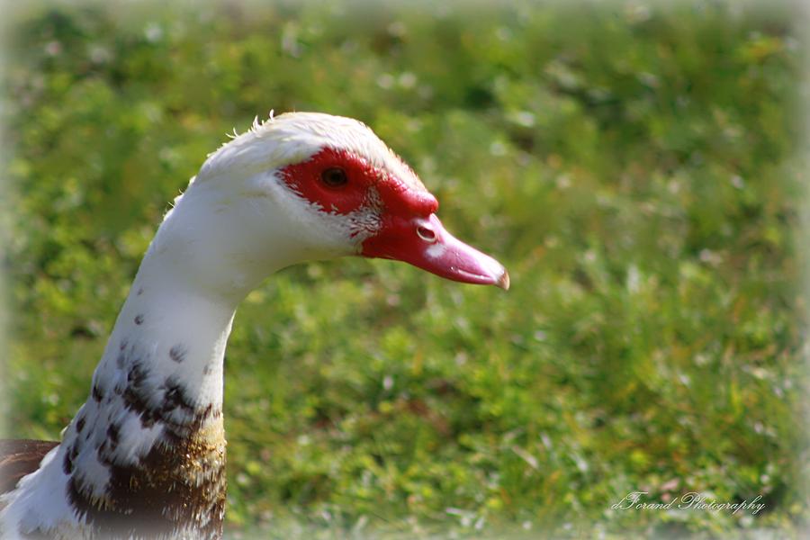 Nature Photograph - Muscovy Duck by Debra Forand