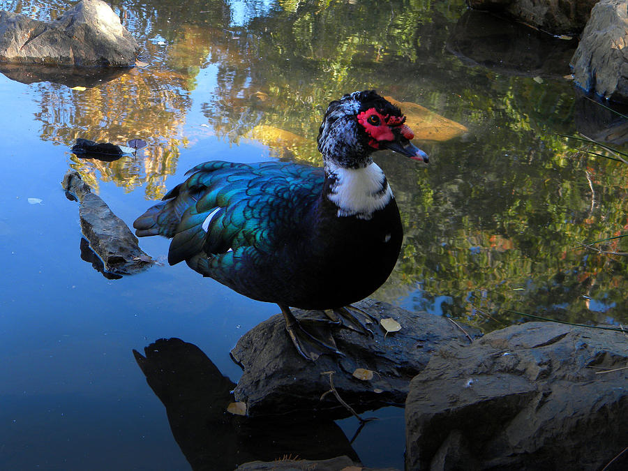 Duck Photograph - Muscovy Duck by Frank Wilson