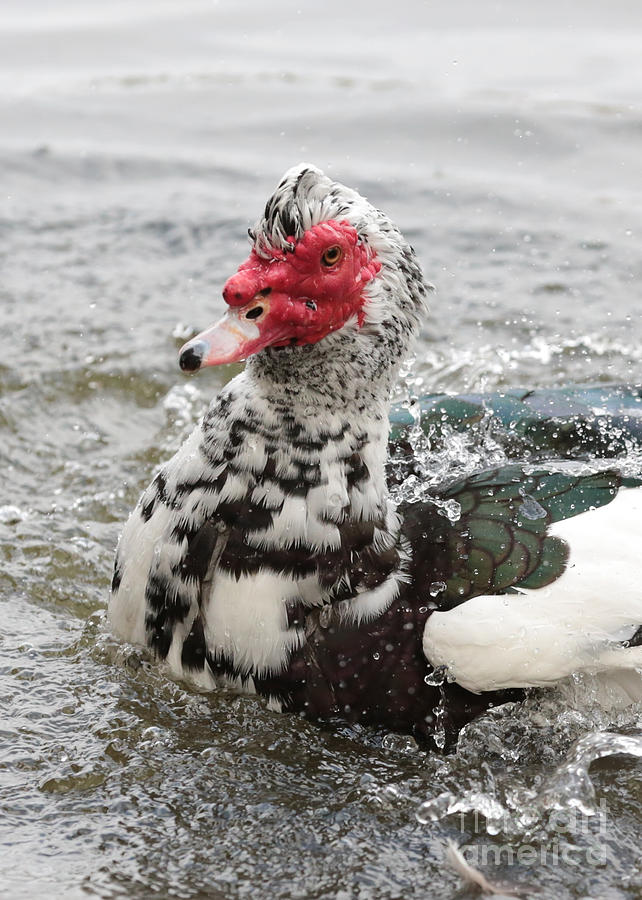 Muscovy Duck in Lake Photograph by Carol Groenen