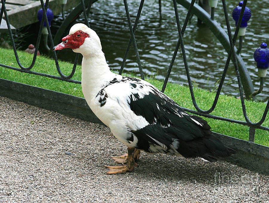 Muscovy Duck in Tivoli Gardens Photograph by Victoria Harrington