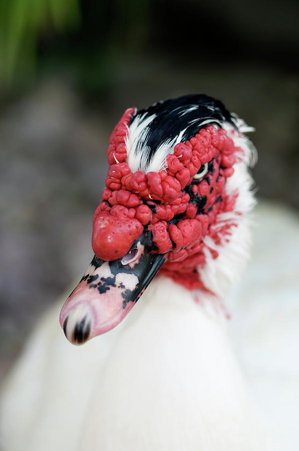 Muscovy Duck Photograph by Laura George