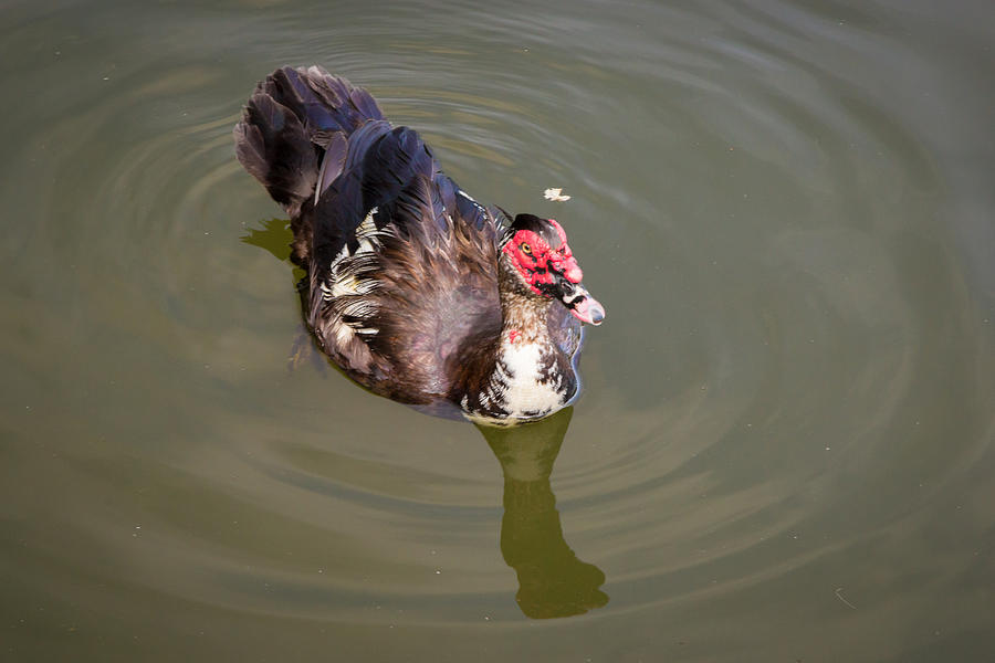 2014 Photograph - Muscovy Duck by Terry Thomas