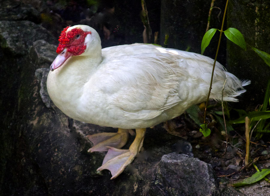 White Muscovy Duck Photograph by Venetia Featherstone-Witty