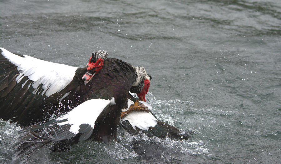 Muscovy Ducks Mating Series 25 Photograph By Roy Williams