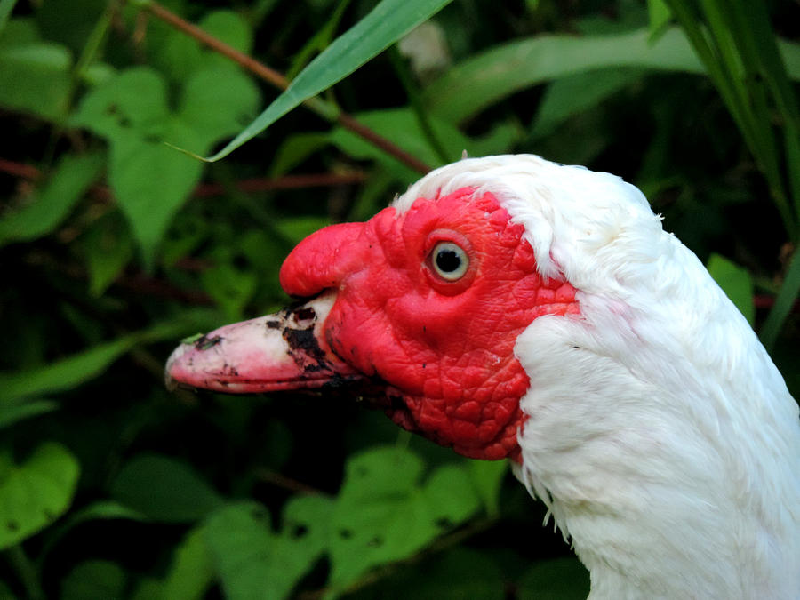 Duck Photograph - Muscovy Face by Stephanie Kendall