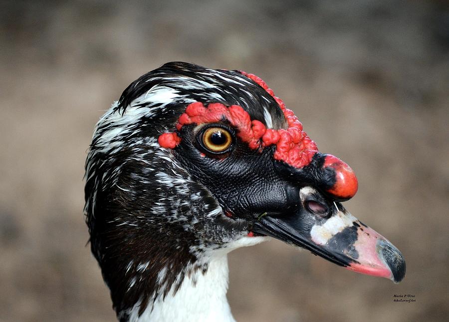 Muscovy Head Study Photograph by Maria Urso
