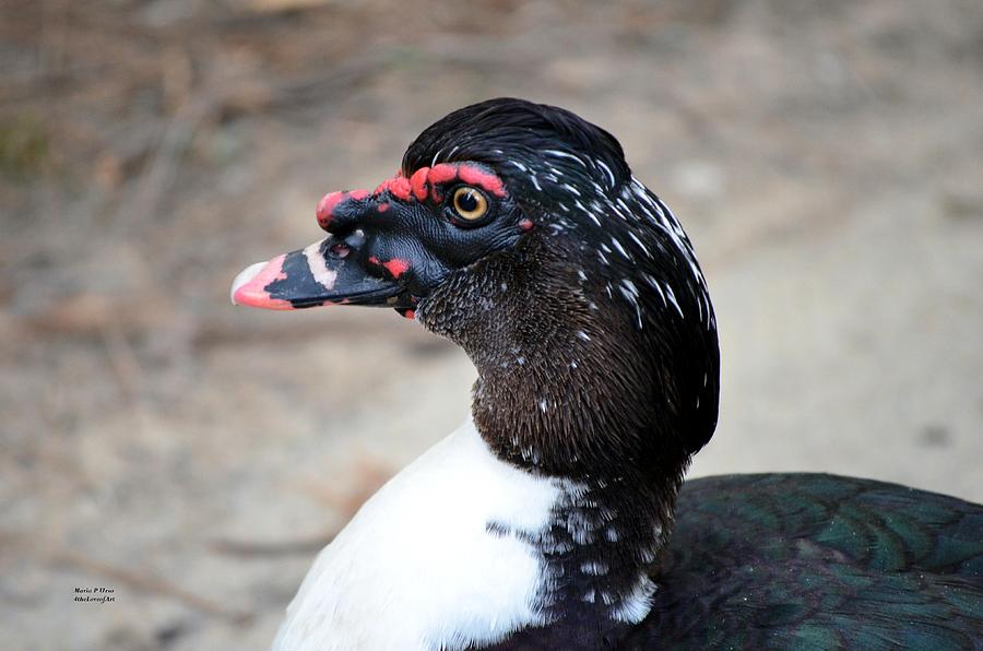 Duck Photograph - Muscovy Male by Maria Urso