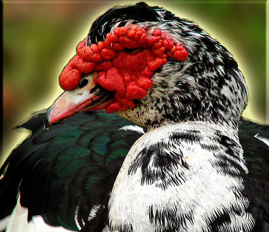 Muscovy Photograph by Roy Foos