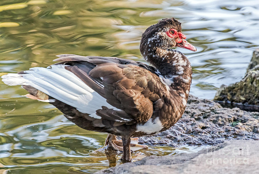 Duck Photograph - Muscovy Sass by Kate Brown