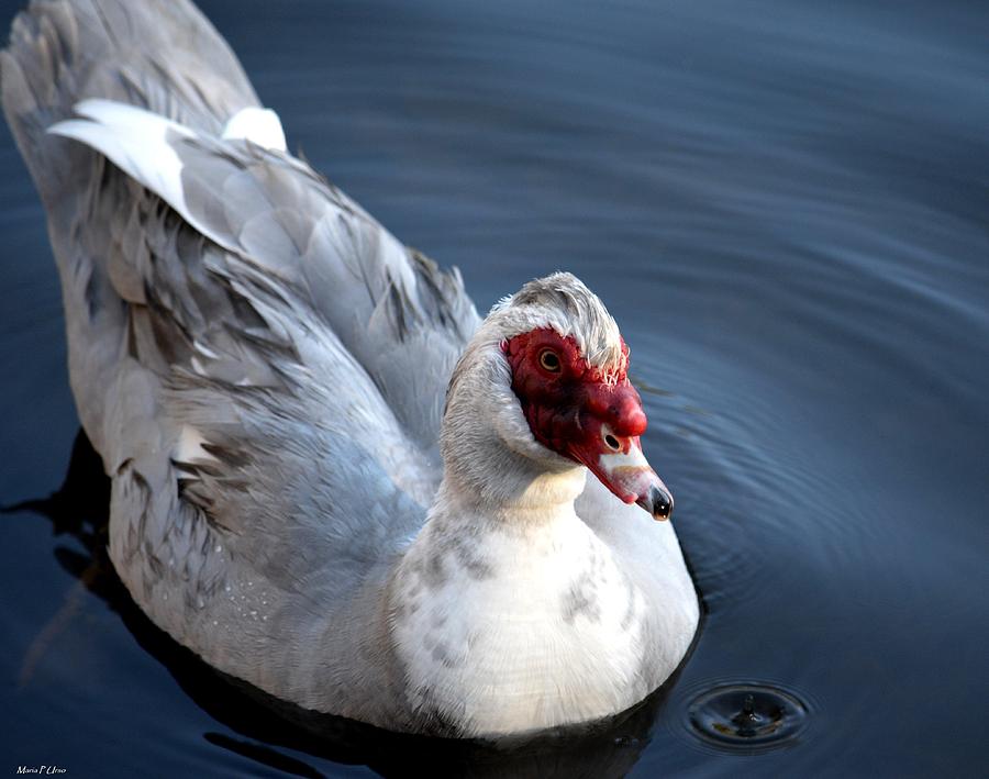 Muscovy Study 2013 Photograph by Maria Urso