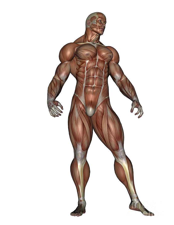 Muscular Man Standing Digital Art