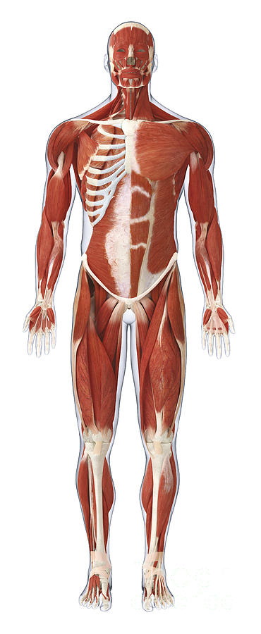 Muscular System, Illustration Photograph by Raj Dashi / Dorling ...