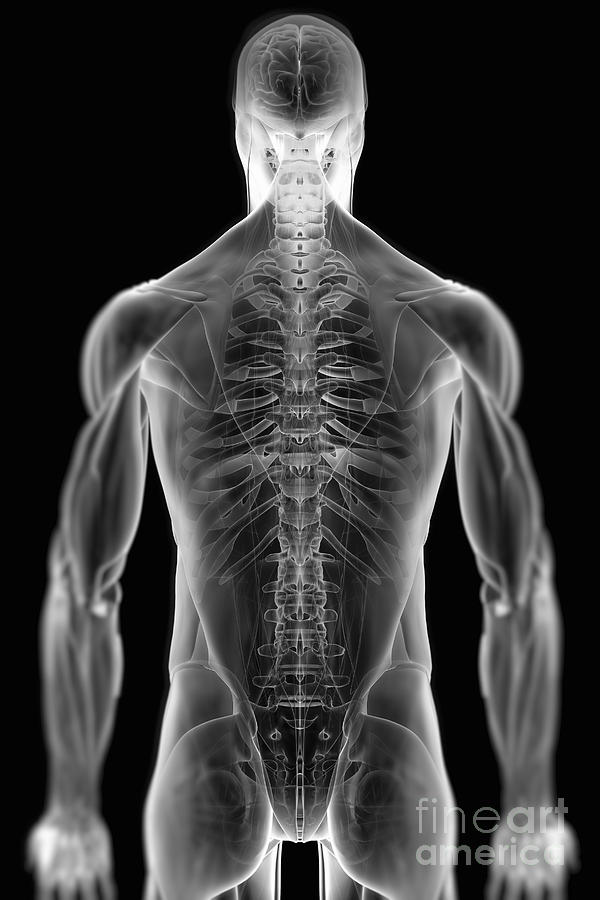 Musculoskeletal Anatomy Photograph by Science Picture Co