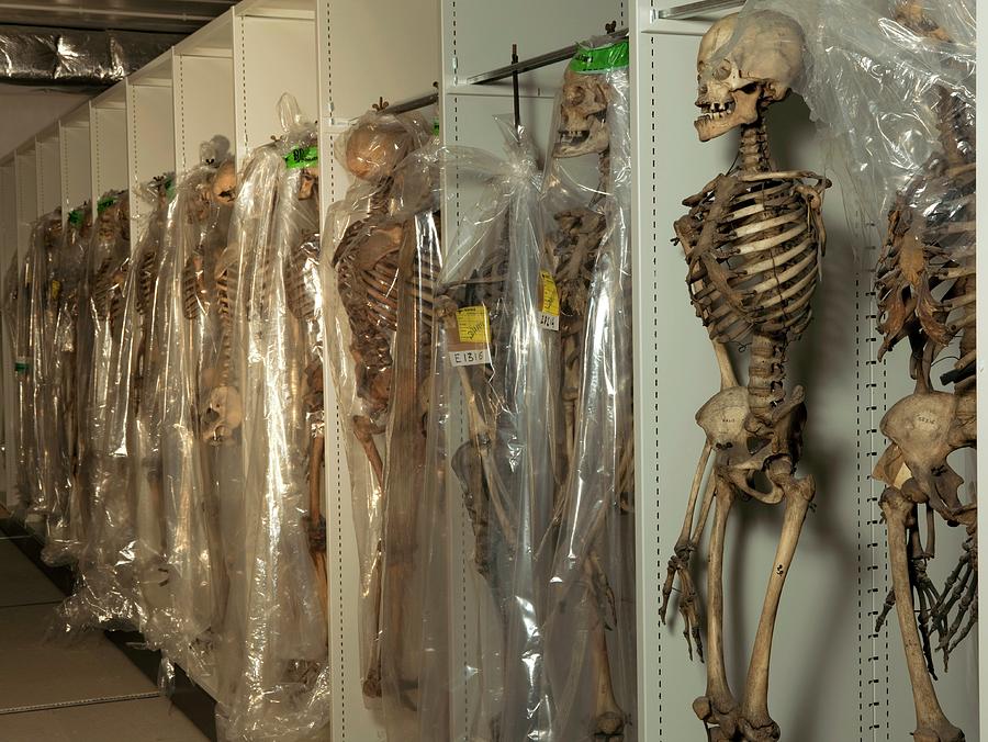 Museum Collection Of Human Skeletons Photograph by Pascal Goetgheluck/science Photo Library
