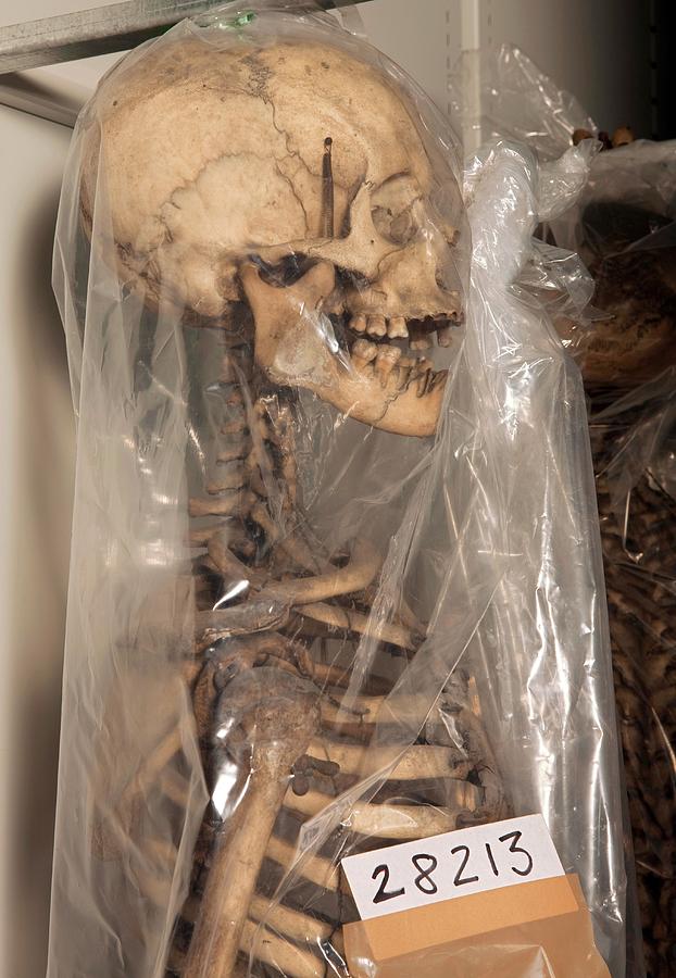 Museum Human Skeleton Specimen Photograph by Pascal Goetgheluck/science Photo Library