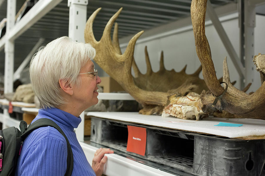 Museum Visitor With Moose Antlers Photograph by Jim West