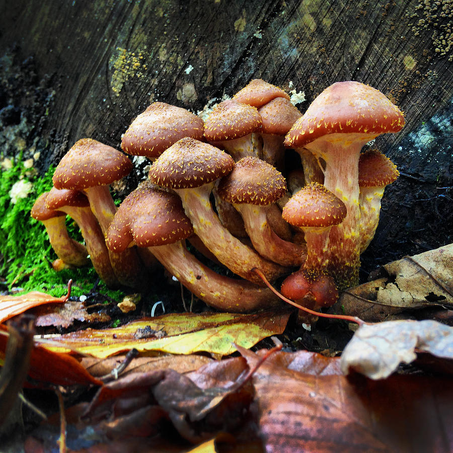 Mushroom Photograph - Mushroo10 by Jeff Klingler