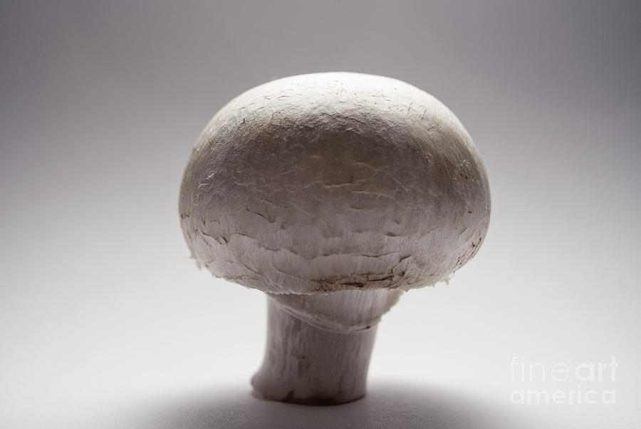 Mushroom 1 Photograph by Sabine Jacobs