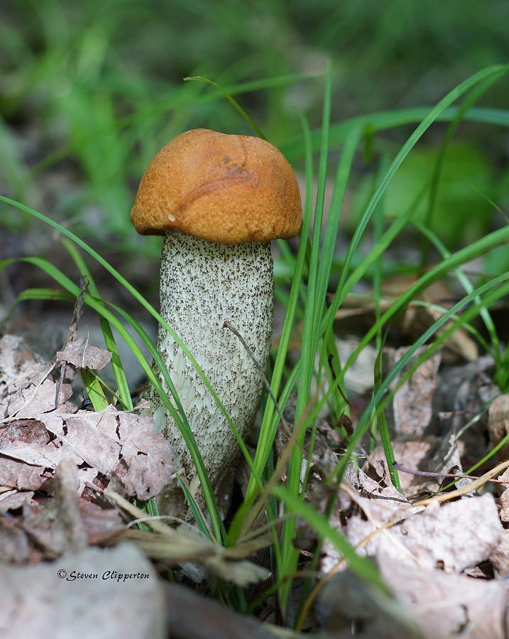 Mushroom 1 Photograph by Steven Clipperton