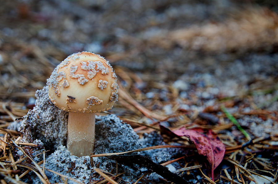 Mushroom 2 Photograph by Beth Sawickie
