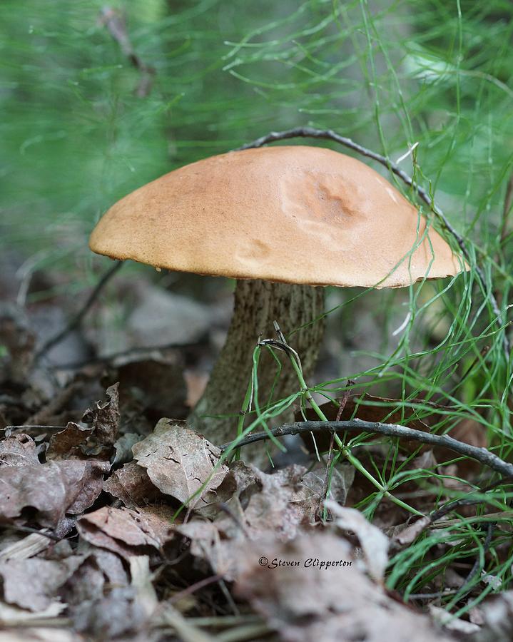 Mushroom 2 Photograph by Steven Clipperton