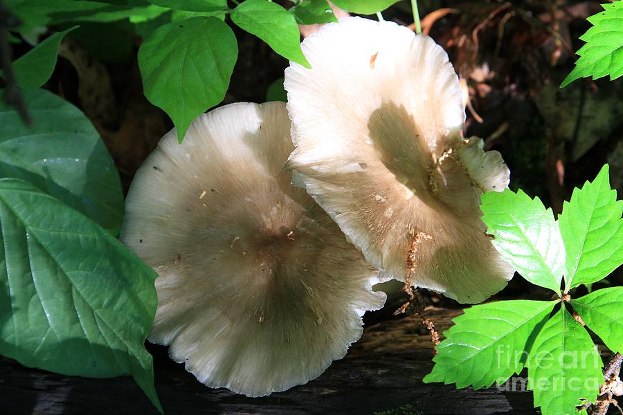 Mushroom 2015 Photograph by Rick Rauzi