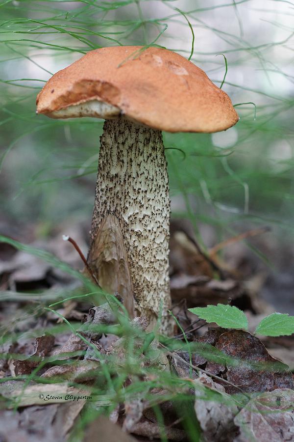 Mushroom 3 Photograph by Steven Clipperton
