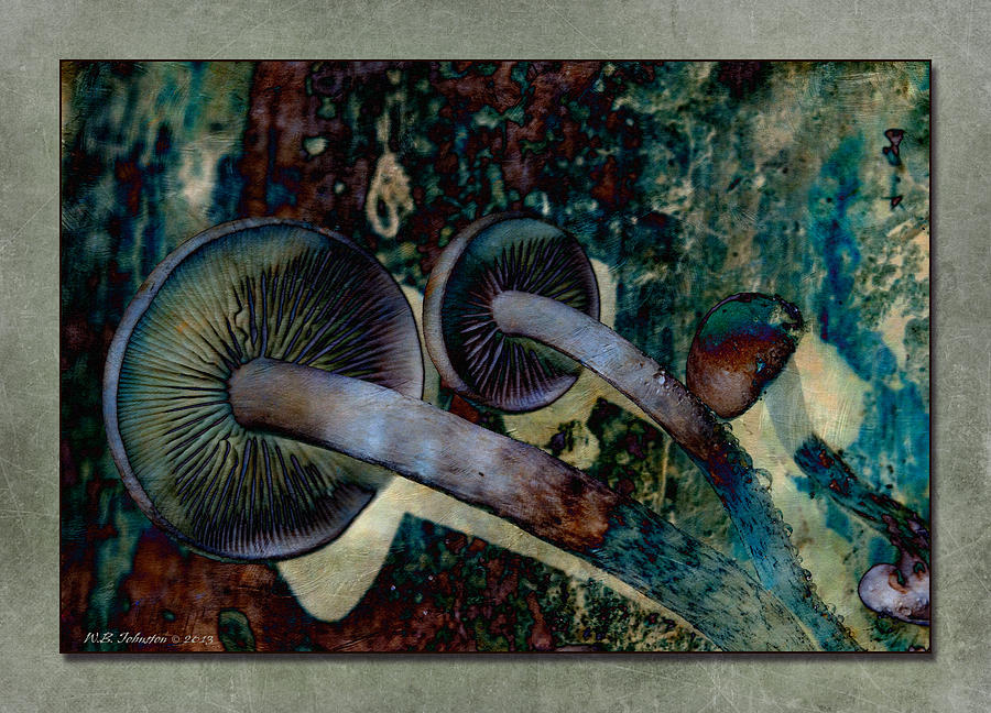 Mushroom 4 Photograph by WB Johnston