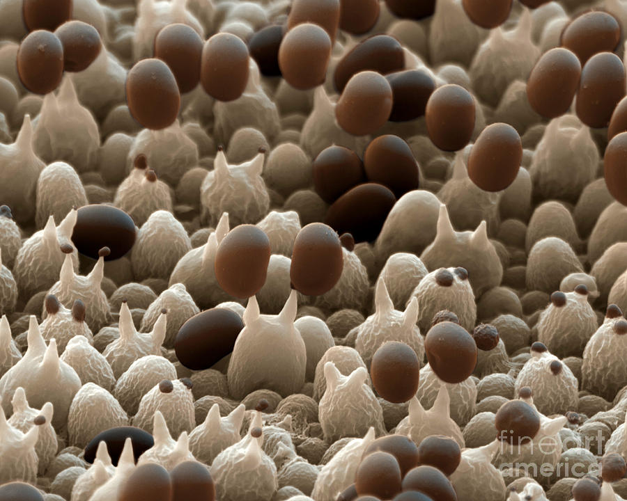 Mushroom Agaricus Bisporus Photograph by Eye of Science