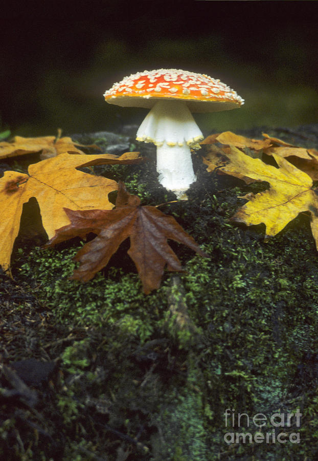 Olympic National Park Photograph - Mushroom Amanita Muscaria by Richard and Ellen Thane