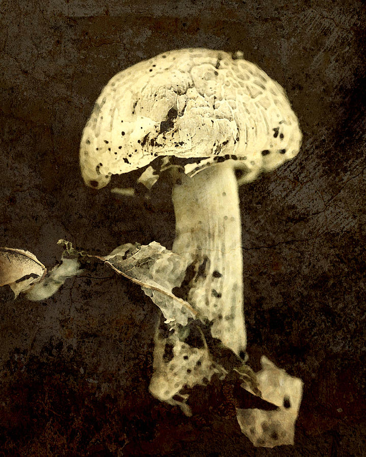 Mushroom Photograph by Amy Neal