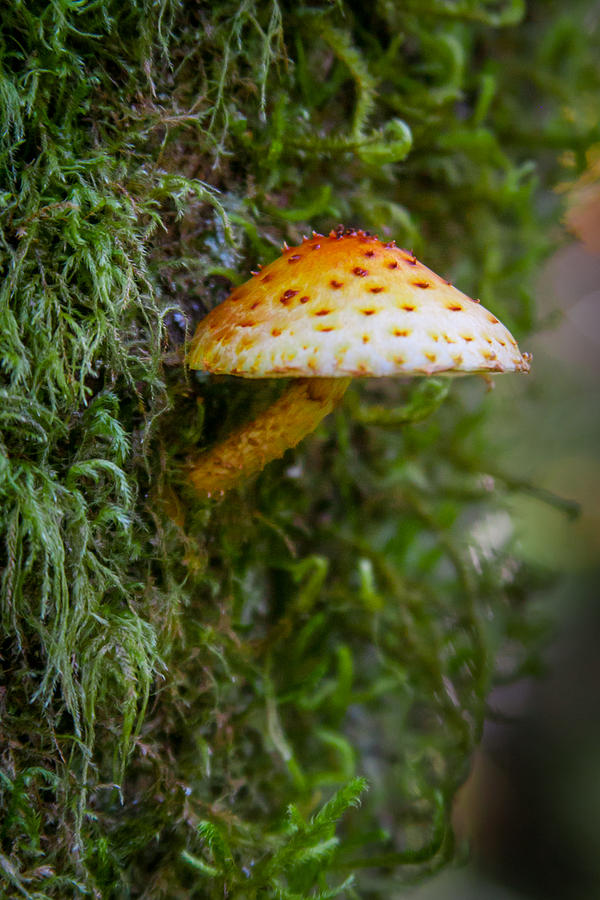 Mushroom and Moss Photograph by W Chris Fooshee