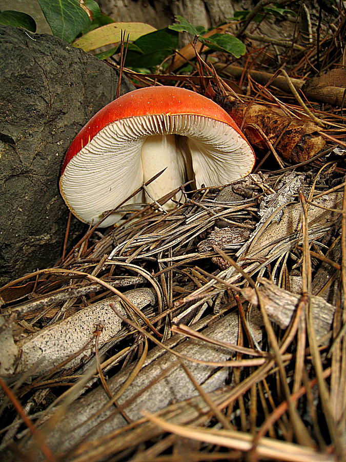 Mushroom And Pine Needles Photograph by John King I I I