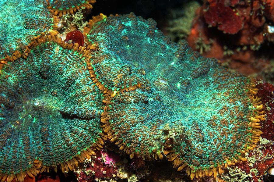 Mushroom Anemones by Georgette Douwma/science Photo Library