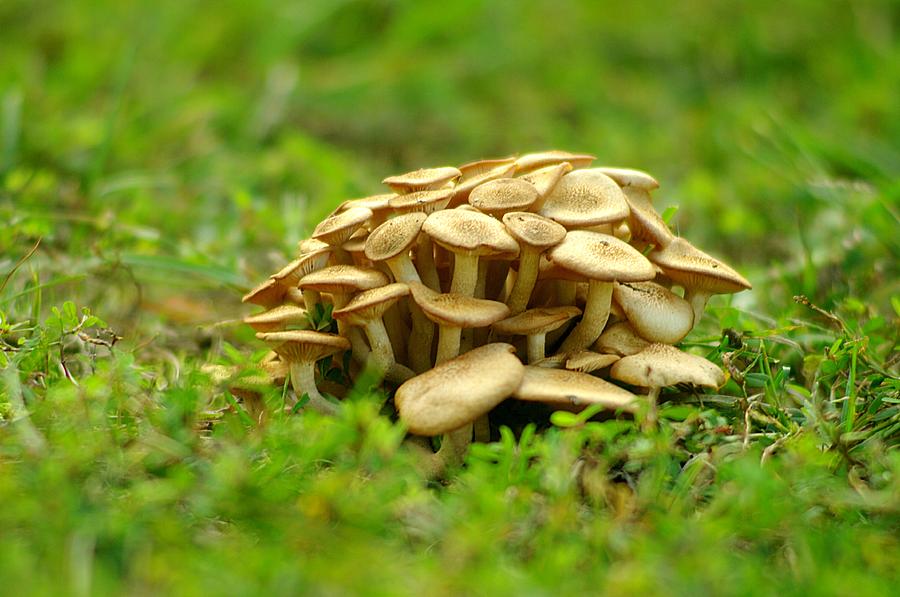 Mushroom Photograph - Mushroom Apartments by Suzanne Powers