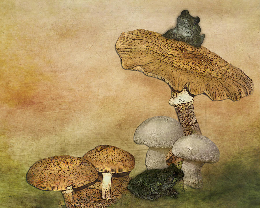 Mushroom Art Digital Art by TnBackroadsPhotos 