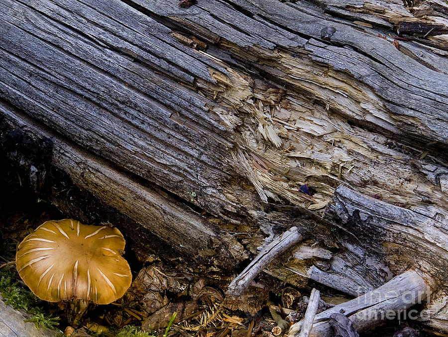 Mushroom At Beartooth Falls    Photograph by J L Woody Wooden