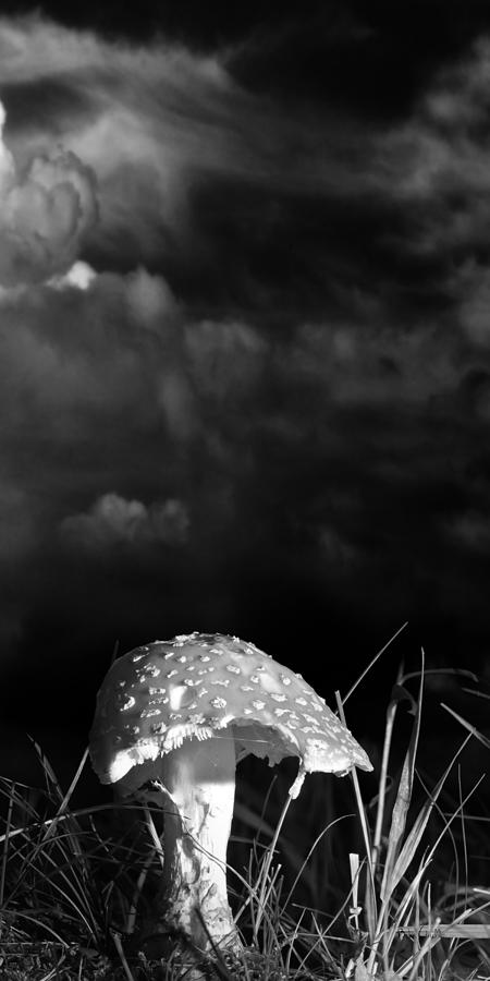 Mushroom Photograph - Mushroom by Bob Orsillo