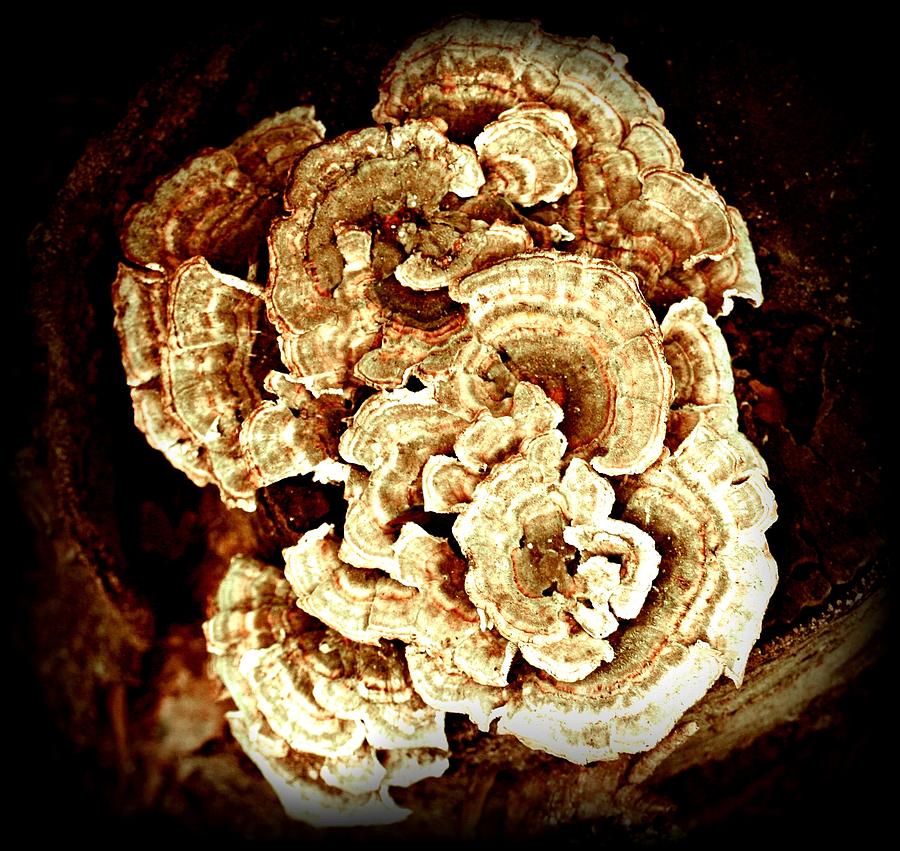 Mushroom Bouquet Photograph by Barbara S Nickerson