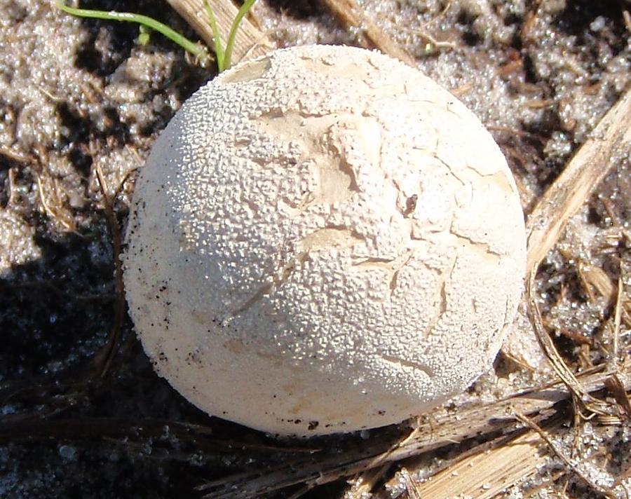 Mushroom Bread Photograph by Melody Cook - Fine Art America