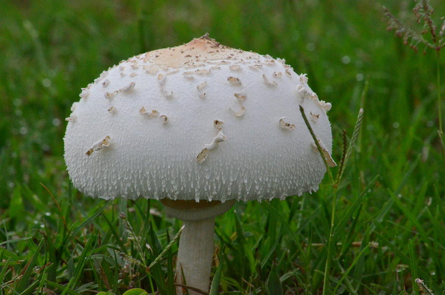 Mushroom Photograph by Brian Manley