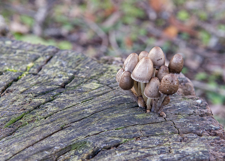 Mushroom Bundle Photograph by Scott Hansen