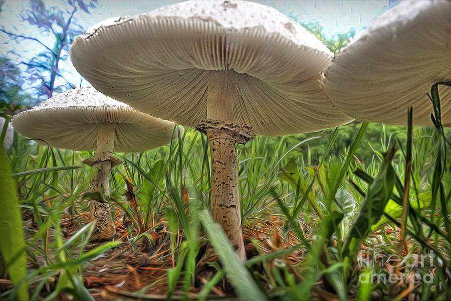 Mushroom Canopy Photograph by Martin Konopacki