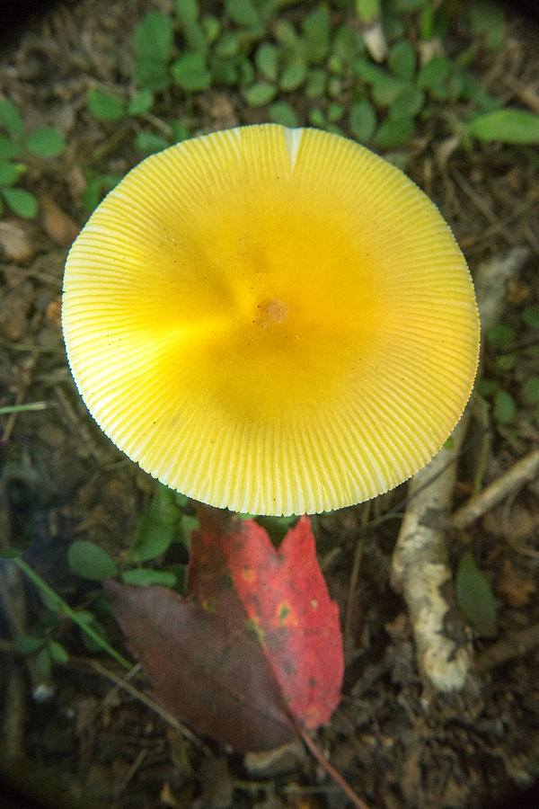 Mushroom Cap And Maple Leaf Photograph